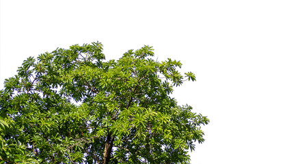 Tree leaves and branches on isolated transparent background and png with copy space
