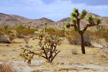 joshua tree national park