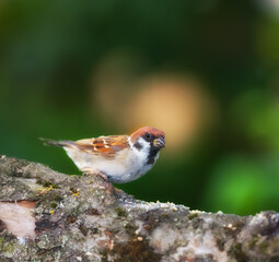 Sparrow, bird and eating on tree in environment for ecology, nutrition or conservation of ecosystem. Wildlife, animal or feeding on food, sustainability or insect control in habitat with mockup space