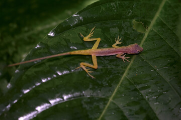 Anolis limifrons, slender anole in the green leaf. Smal lizard in the nature habitat, tropic forest in Costa Rica. Nature wildlife.