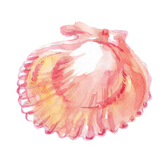 Scallop, bivalve marine mollusk, grooved shell in watercolor. Red Scallop, Calico Scallop, Argopecten Gibbus. This shell's side is concave in shape. Circular shaped with radiating ribs and two small