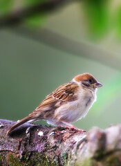 Conservation, nature and wildlife with bird on tree in natural environment for sustainability. Ecosystem, feathers and habitat with brown sparrow outdoor on green background for ecology or flight