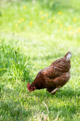Poule rousse se promenant en liberté dans un parc. Scène ensoleillée