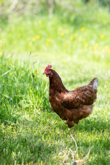 Poule rousse se promenant en liberté dans un parc. Scène ensoleillée