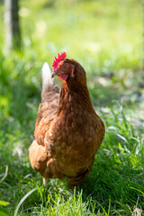 Poule rousse se promenant en liberté dans un parc. Scène ensoleillée