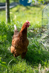 Poule rousse se promenant en liberté dans un parc. Scène ensoleillée
