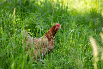 Poule rousse se promenant en liberté dans un parc. Scène ensoleillée