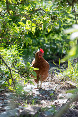 Poule rousse se promenant en liberté dans un parc. Scène ensoleillée