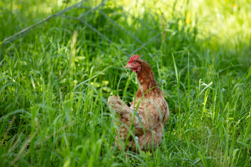 Poule rousse se promenant en liberté dans un parc. Scène ensoleillée