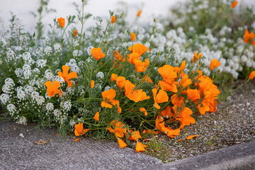 Gros plan d'un parterre de fleur d'eschscholtzia (Pavot de Californie) avec de l'Alysson maritime (Lobularia maritima) sur un trottoir. Mélange de fleurs de couleur orange vif et blanche.