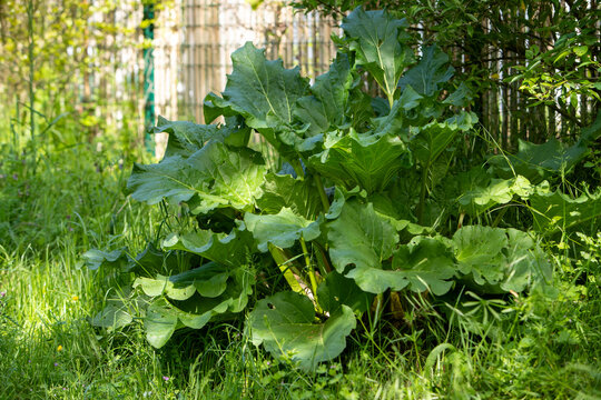 Grande feuille plante de rhubarbe dans un jardin, moiti&eacute; &agrave; l'ombre, moiti&eacute; au soleil.