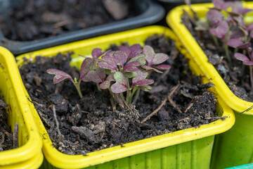 Gros plan sur des jeunes pousses de graines, semées dans des pots en plastique. Photographie en extérieure.