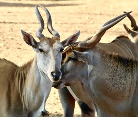 animali