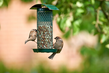 Garden, trees and sparrow in bird feeder with seeds for eating for growth and care. Preservation, conservation and sustainability with food or nutrition in outdoor for animals as healthy livestock