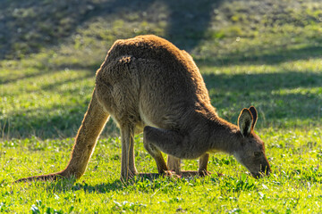 Graceful kangaroo in its natural habitat, captured in a moment of calm and poise, showcasing the iconic wildlife of Australia