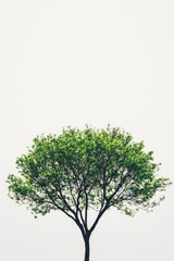 Fototapeta premium Minimalistic style, tree with green leaves