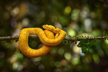 Yellow snake. Poison danger viper snake from Costa Rica. Yellow Eyelash Palm Pitviper, Bothriechis schlegeli, on red wild flower. Wildlife scene from tropic forest. Wildlife.