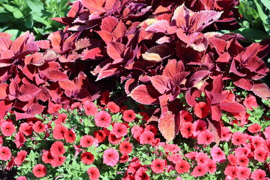 Sweden. Coleus is a genus of annual or perennial herbs or shrubs, sometimes succulent, sometimes with a fleshy or tuberous rootstock, found in the Afro-Eurasia tropics and subtropics.   