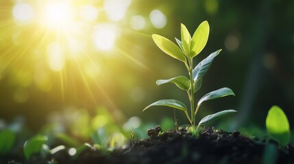 Close up of small tree growing with sunshine in garden. eco concept