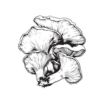 recommend clip art: Oyster mushrooms vector design isolated on white background - black and white illustration oyster mushrooms