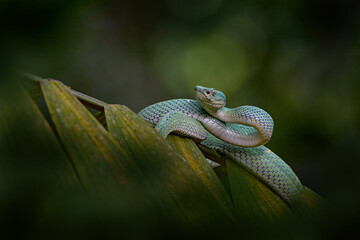 Snake Bothriechis lateralis, Green Side-stripe mountain Palm-Pitviper on the green palm tree. Viper in the dark jungle tropic forest, Monteverde Reserve in Costa Rica. Nature in Costa Rica.