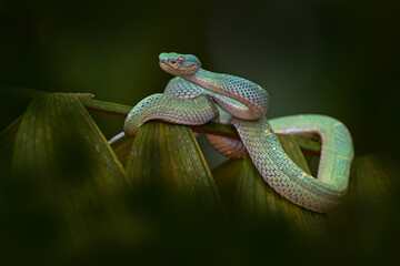 Snake Bothriechis lateralis, Green Side-stripe mountain Palm-Pitviper on the green palm tree. Viper in the dark jungle tropic forest, Monteverde Reserve in Costa Rica. Nature in Costa Rica.