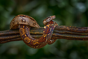 Boa constrictor viper in the wild nature, Costa Rica. Wildlife scene from Central America. Travel in tropic forest. Dangerous snake from jungle. Snake in the forest habitat, Corcovado NP, Costa Rica.