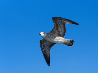 a beautiful seagull flying in the blue sky