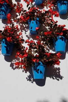 Flowers on hanging flowerpots, blue, Andalusia. Flores sobre maceteros  colgados, azules, Andaluc&iacute;a. 