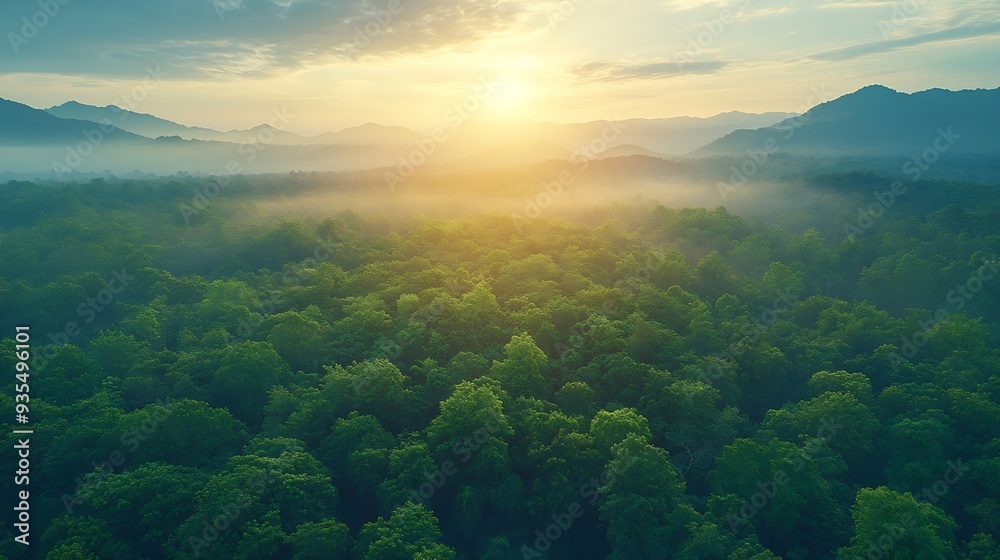 Poster aerial top view forest tree rainforest ecosystem and healthy environment concept background texture 