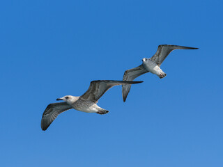 two seagulls flying in the blue sky