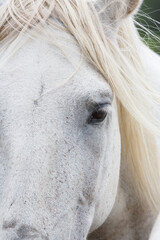 Close-up portrait of a wild white horse in vertical format with space for text and advertising