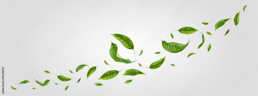 Wall mural fresh green citrus leaves on white background. organic, eco, vegan design. background with flying gr