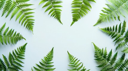 Frame of fern branches and flowers, white background and space for text