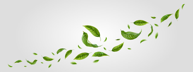 Fresh green citrus leaves on white background. Organic, eco, vegan design. Background with flying green spring leaves. Vector illustration