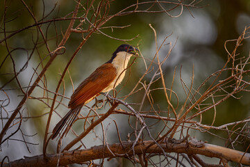 Coppery-tailed coucal, Centropus cupreicaudus, species of cuckoo in the family Cuculidae, sitting in the grass in wild nature. Big bird coucal in the habitat, Khwai river, Botswana in Africa.