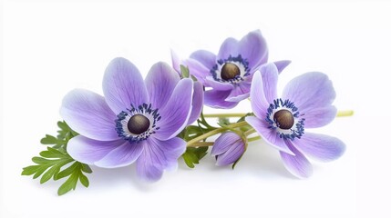 Anemone flowers lying down on white background which is very beautiful