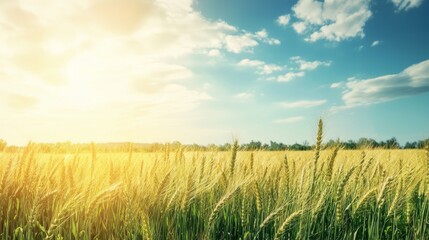 Endless golden wheat sea sways gently under summer sun, promising bountiful harvest.