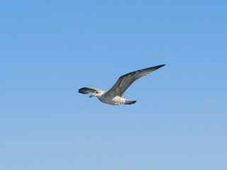 a flying seagull with open wings