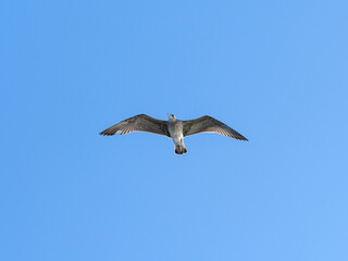 a cute seagull in the sky