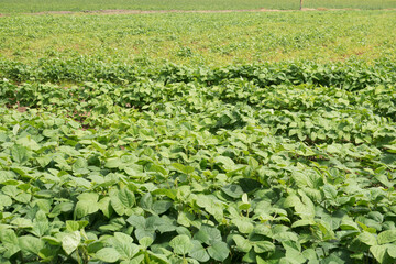 Lush Mung Bean Field in Full Blossom - Eco-Friendly Agriculture and Sustainable Farming Practices