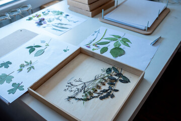 Gel printing with acrylic paint. Printing of plants, leaves and flowers on paper