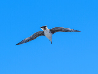 a beautiful seagull flying in the blue sky