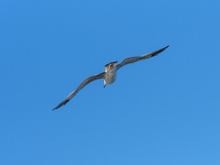 a cute seagull in the sky