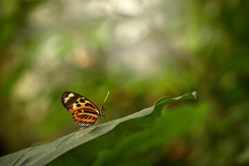 Heliconius ismenius, butterfly  in nature habitat. Nice insect from Costa Rica in the green forest. Butterfly sitting on the leave from Panama. Wildlife in the forest, tropic nature.