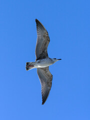 a beautiful seagull flying in the sky