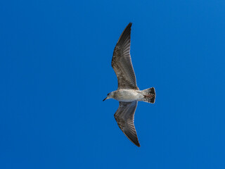 a flying seagull with open wings