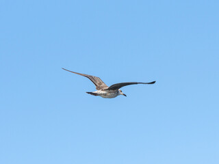a flying seagull with open wings