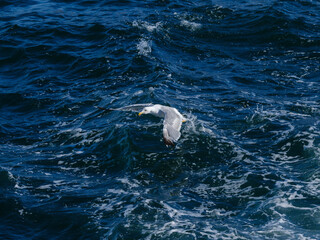 Naklejka premium a beautiful seagull flying over the sea