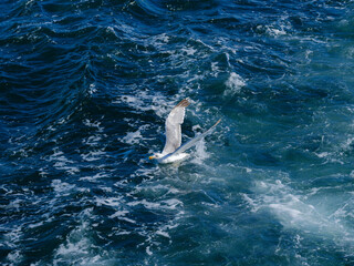 Fototapeta premium a seagull hunting at sea